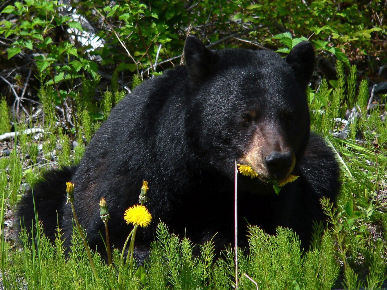 A Black Bear laying in a field eats a dandelion.