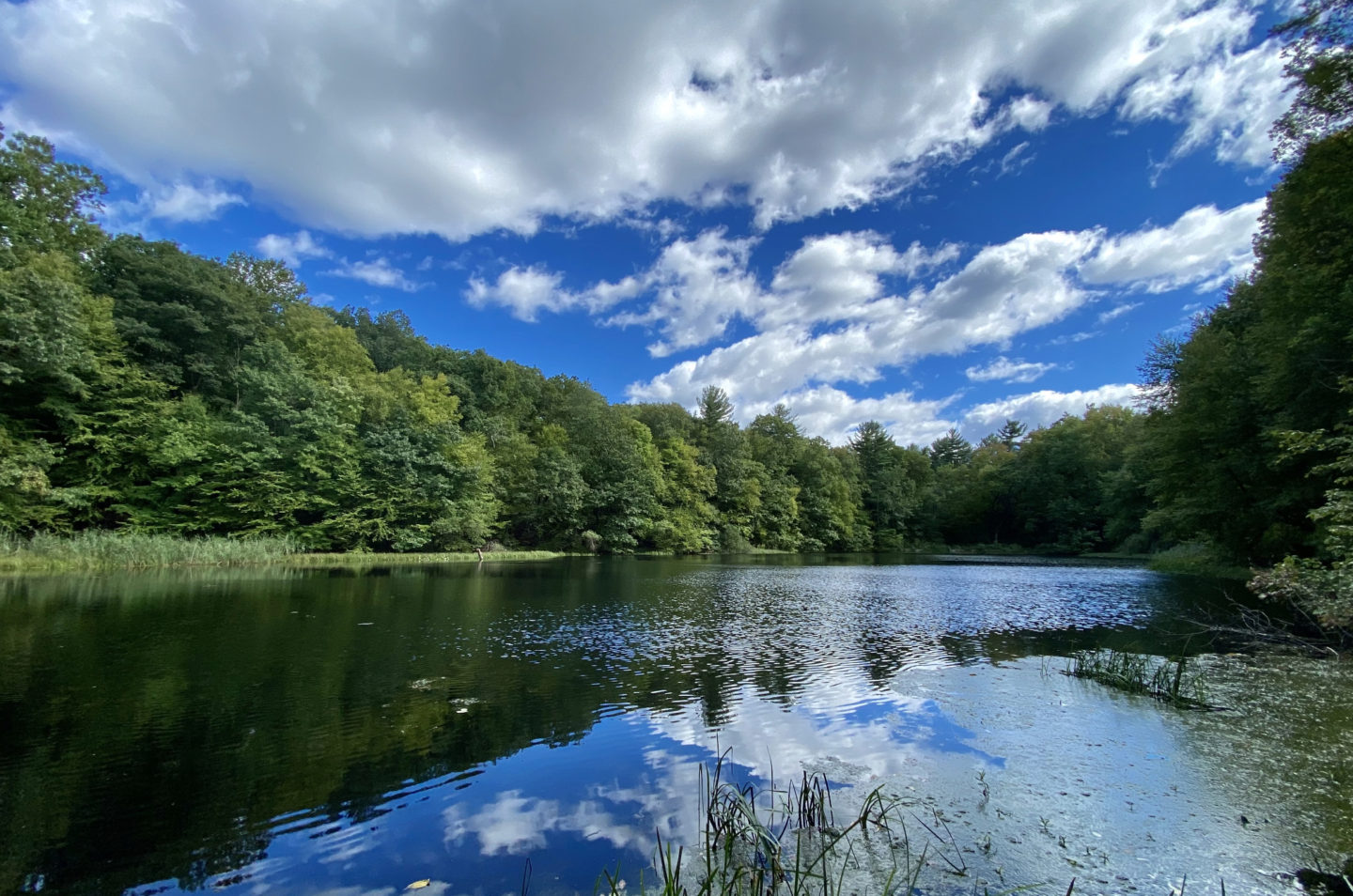 Westmoreland Sanctuary