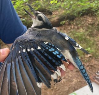Young Birder's Club at Westmoreland Sanctuary