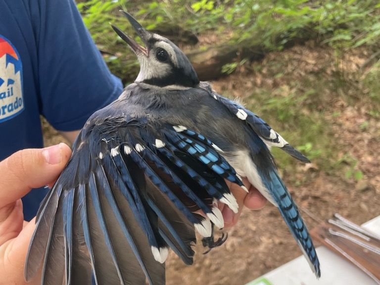 Young Birder's Club at Westmoreland Sanctuary
