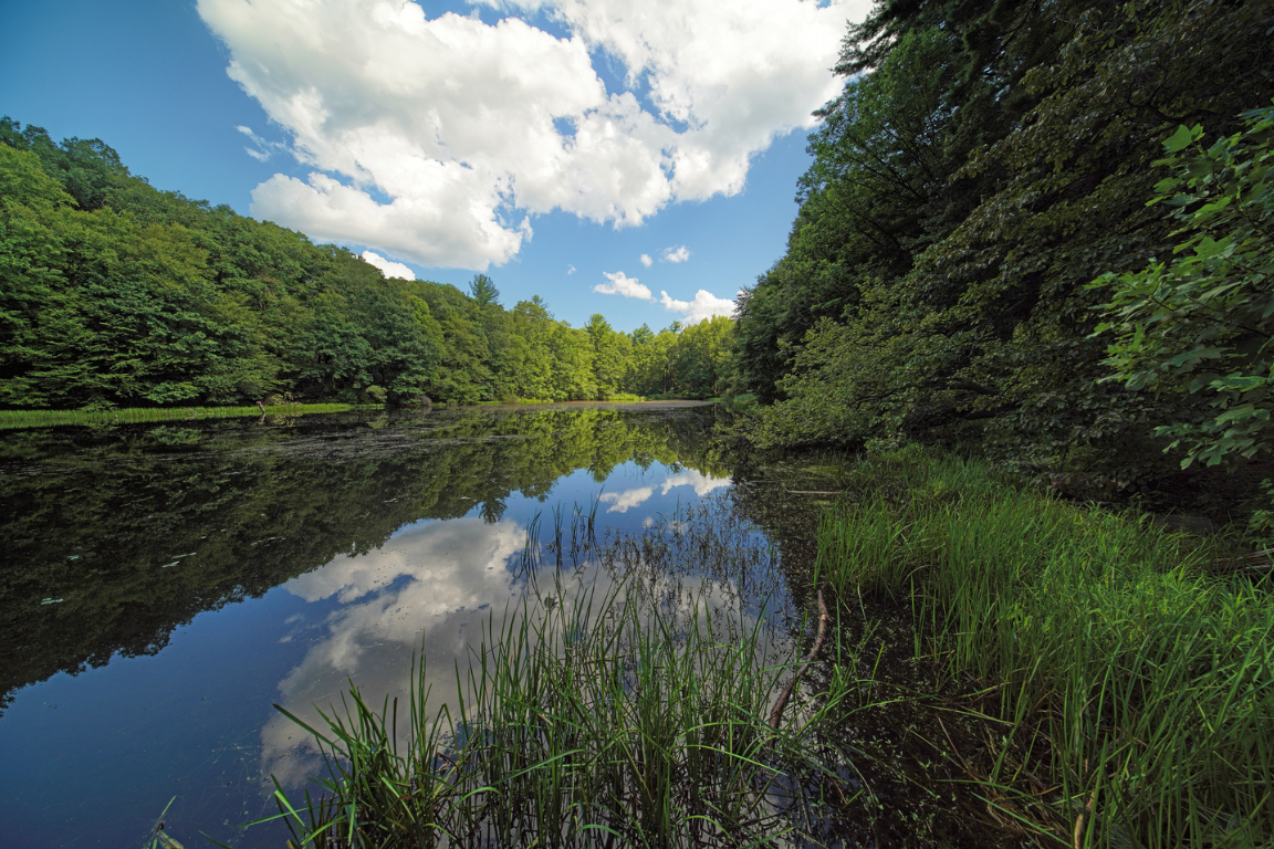 Westmoreland Sanctuary