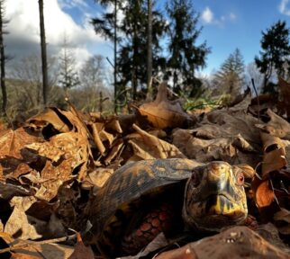 Westmoreland Sanctuary Free Guided Hike and Animal Care