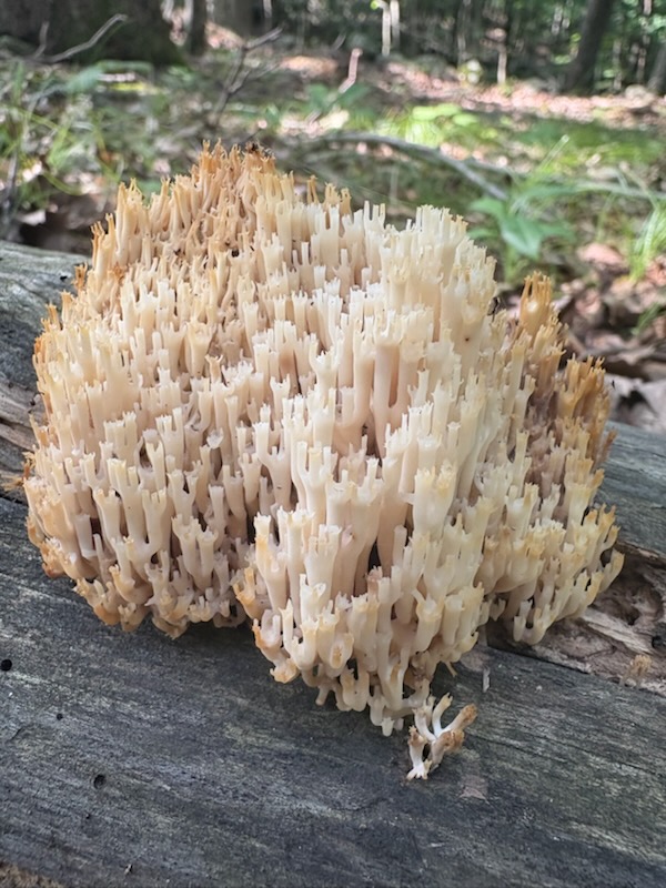 Late Fall Foliage Hike